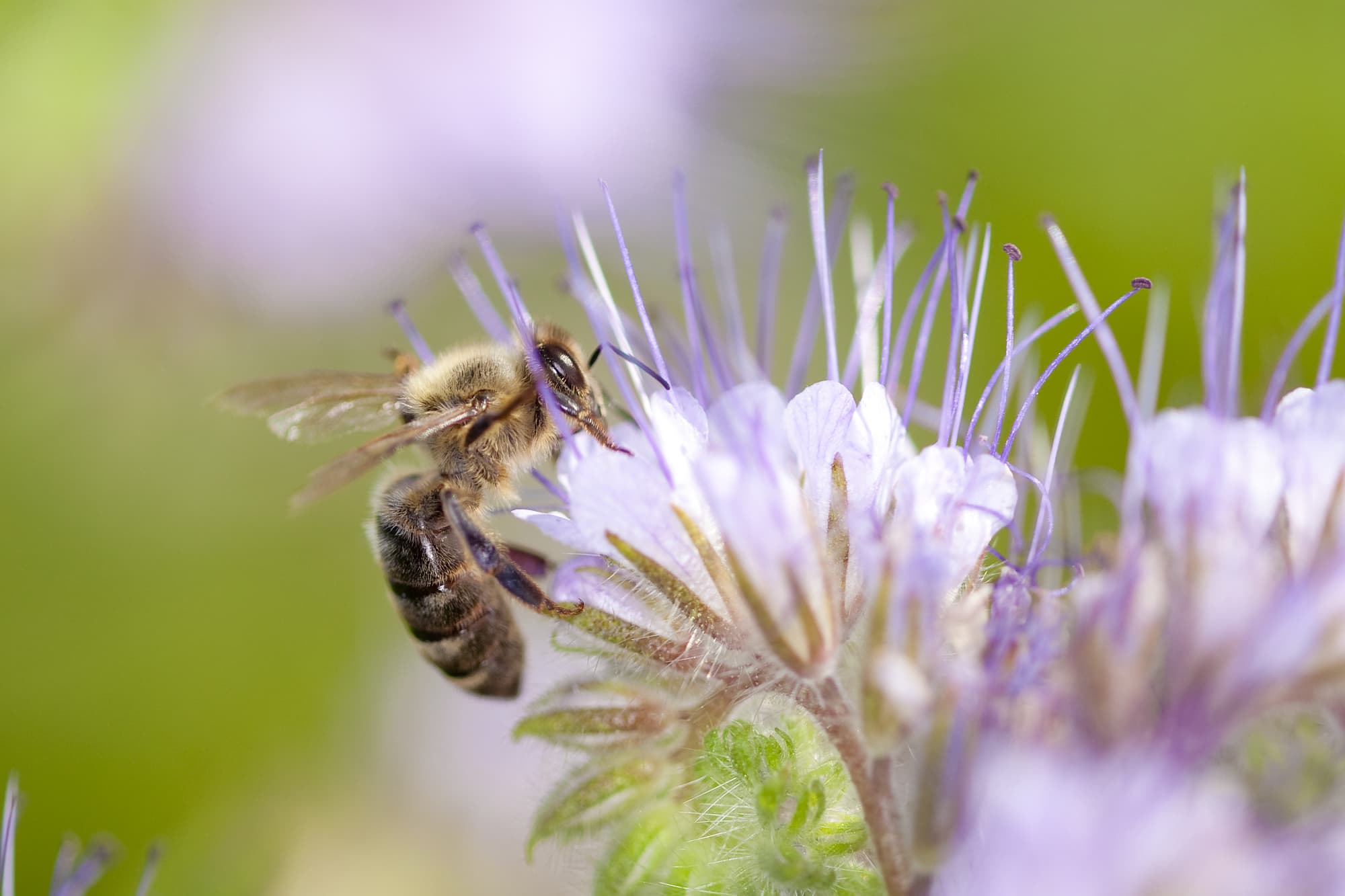 Honigbiene an Buschelschönblüte Honigbiene an Buschelschönblüte
