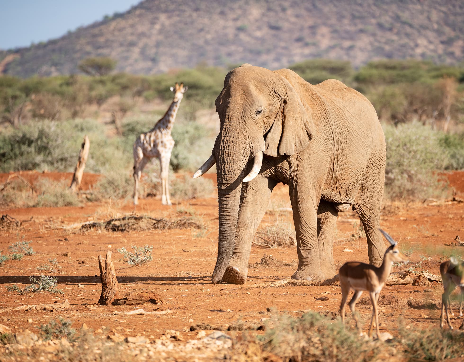 It is widely known that elephants are endangered, but the fate of giraffes is not: Today there are four times more elephants than giraffes. It is widely known that elephants are endangered, but the fate of giraffes is not: Today there are four times more elephants than giraffes.