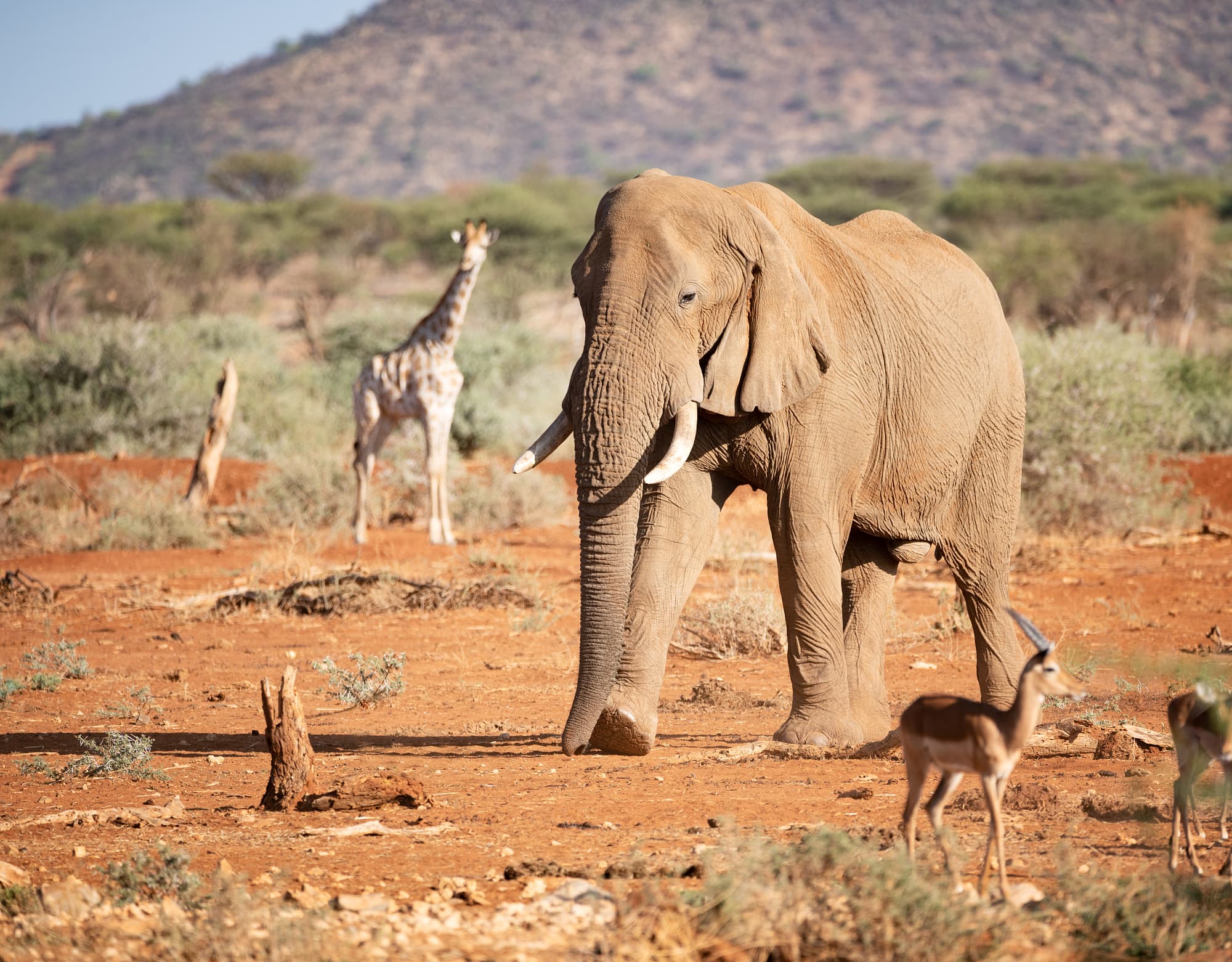 Ein Elefant an einem Wasserloch, im Hintergrund eine Giraffe Ein Elefant an einem Wasserloch, im Hintergrund eine Giraffe