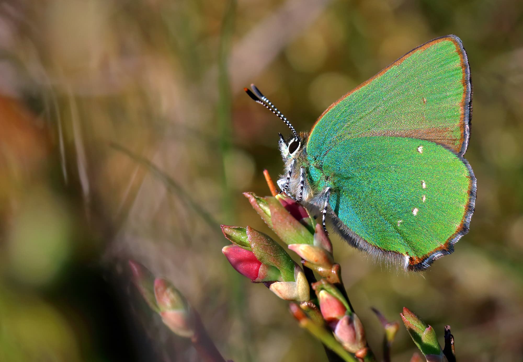 Grüner Zipfelfalter (Callophrys rubi) Grüner Zipfelfalter (Callophrys rubi)