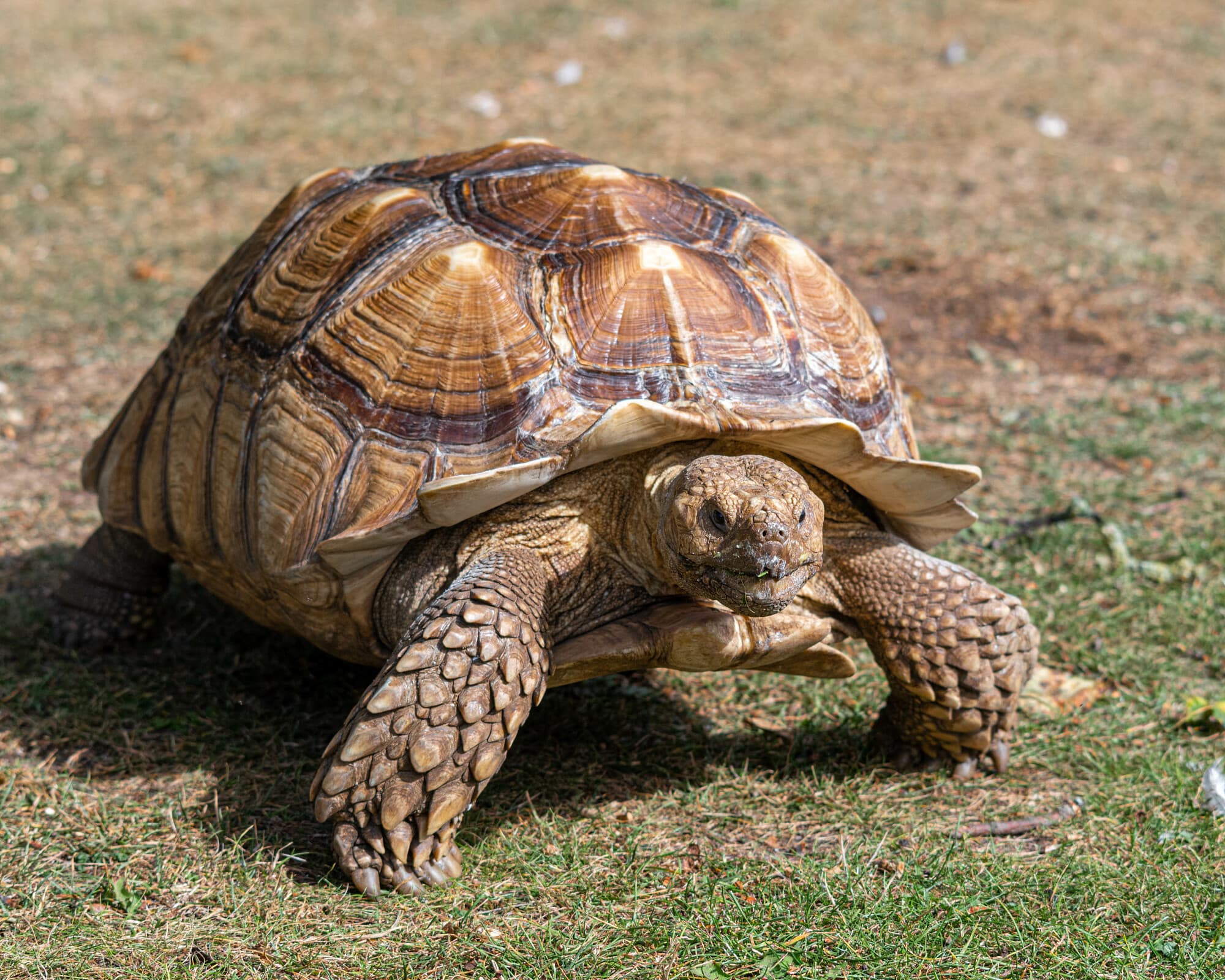 Schildkröte mit ihrem Panzer Schildkröte mit ihrem Panzer