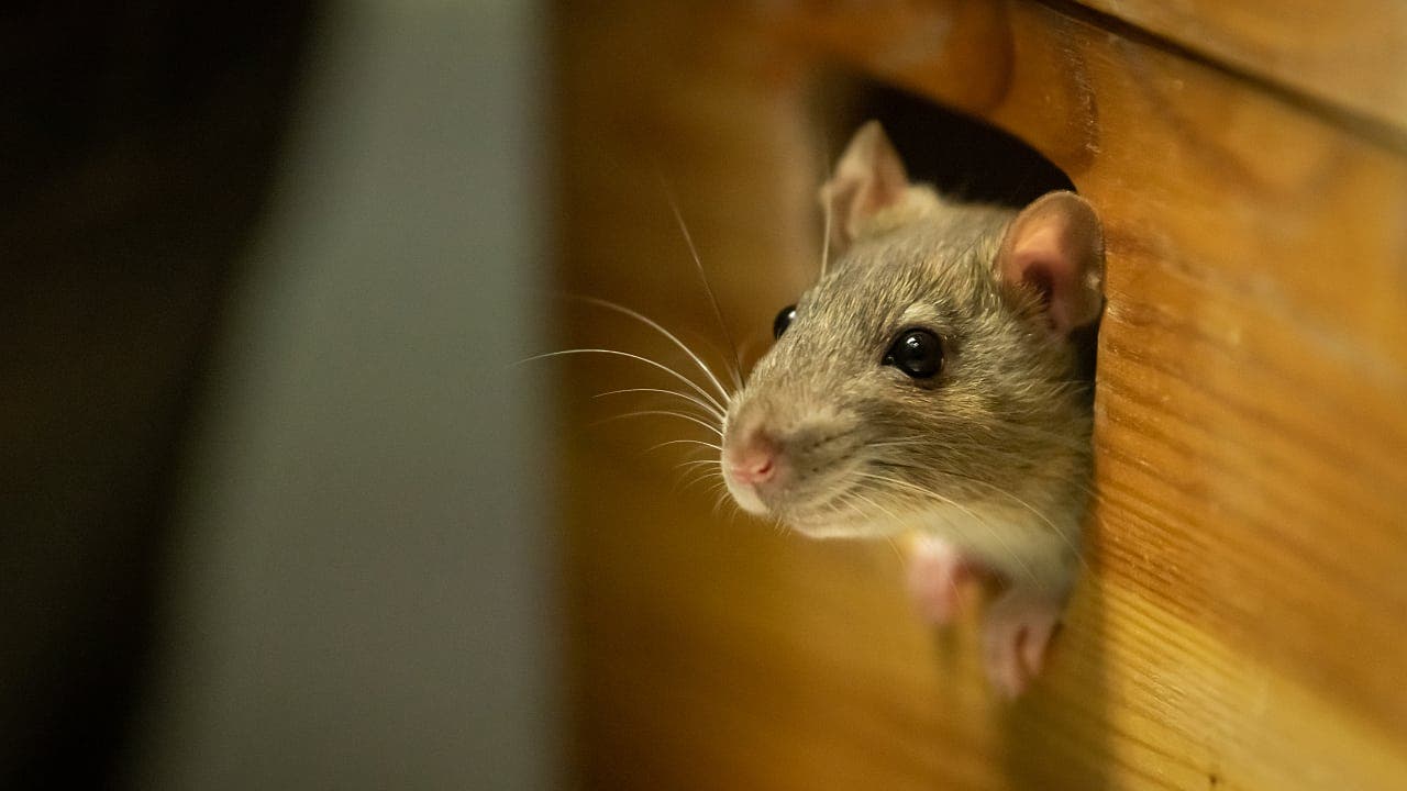 Hirngröße: Menschlicher Genschalter lässt Mäusehirn wachsen
