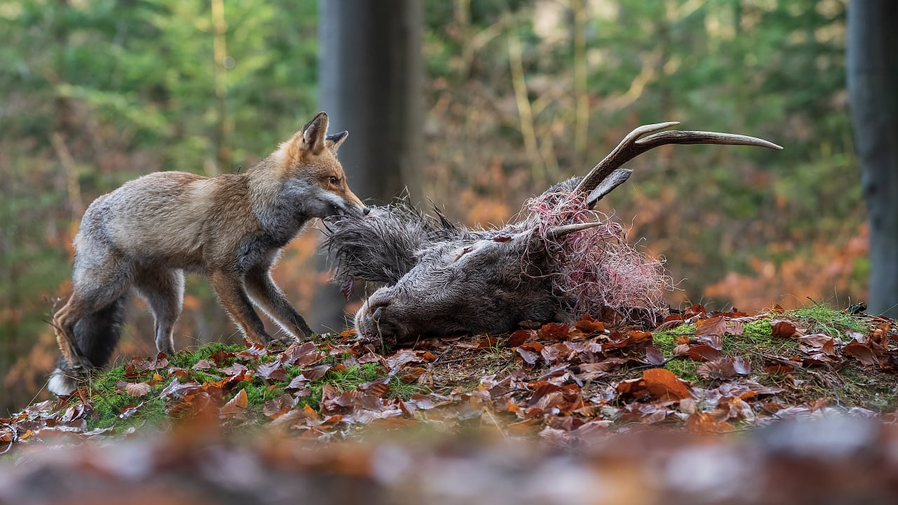 Kadaver In Freier Wildbahn Starken Artenvielfalt Spektrum Der Wissenschaft