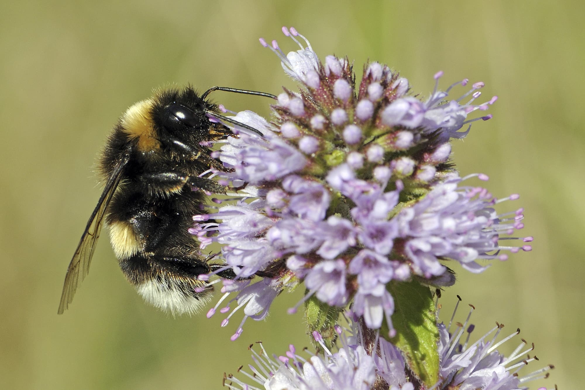 Eine Erdhummel (Bombus terrestris) nuckelt an einer violetten Blüte. Eine Erdhummel (Bombus terrestris) nuckelt an einer violetten Blüte.