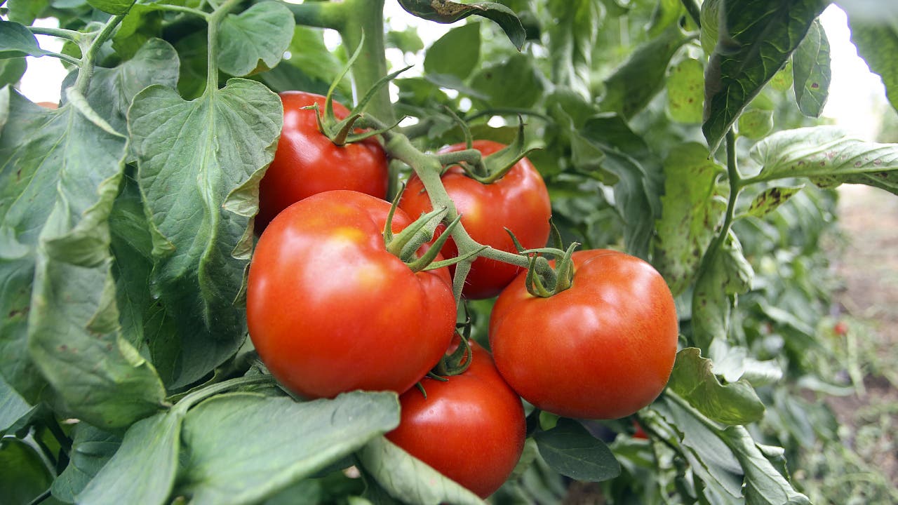 Kurze Geschichte der Tomate