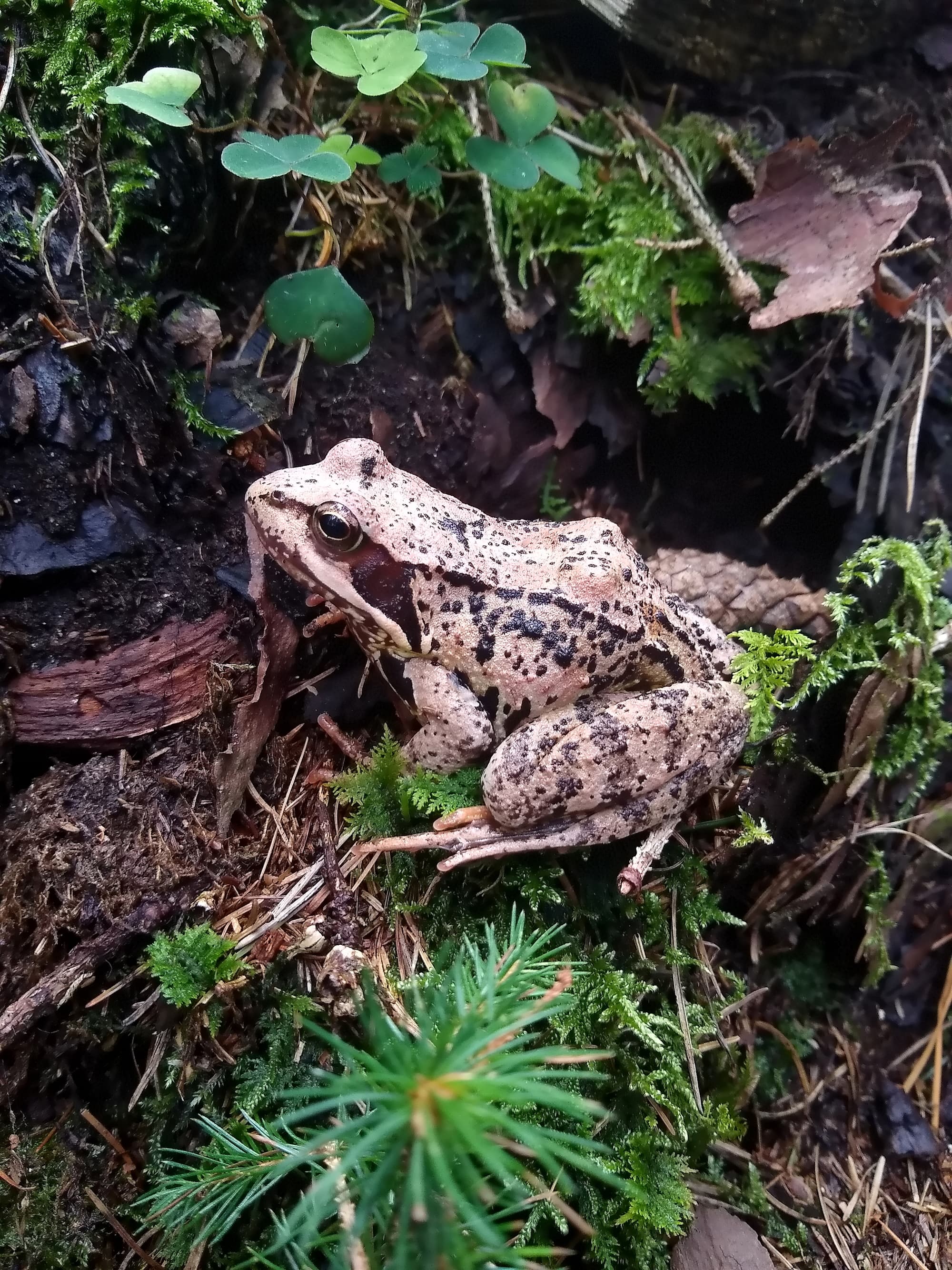 Amphibien könnten das sechste Massenaussterben überleben. Amphibien könnten das sechste Massenaussterben überleben.