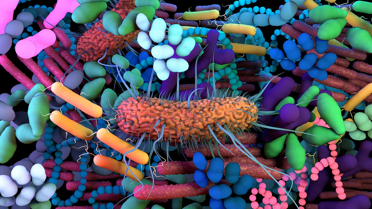 Evolution: Uralte Verbindung zwischen Mikrobiom und Nervensystem...