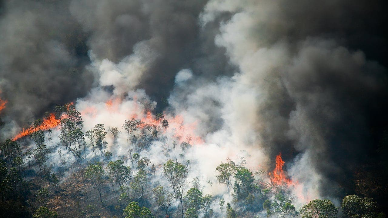 Naturschutz: Guten Nachrichten für den Regenwald