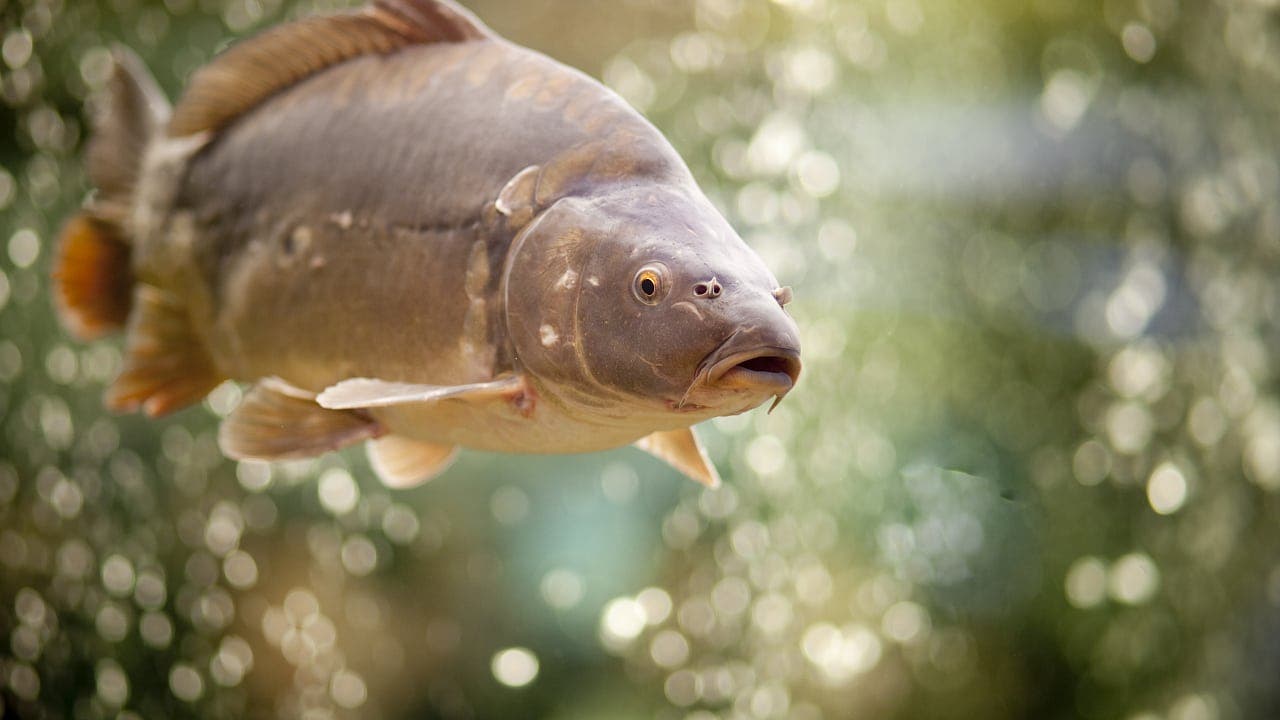 Heimischer Fisch, gutes Gewissen