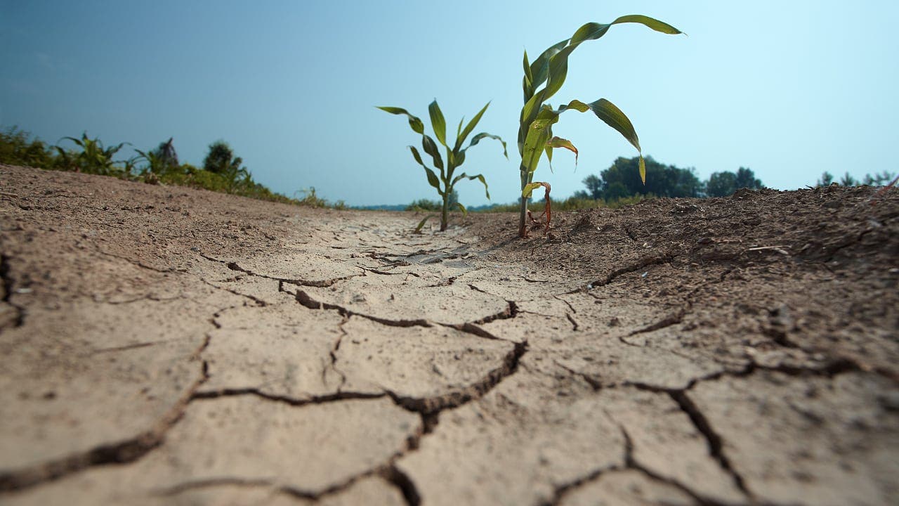 Gentechnik: Blühende Landwirtschaft durch Präzisionszucht: Wer profitiert davon?