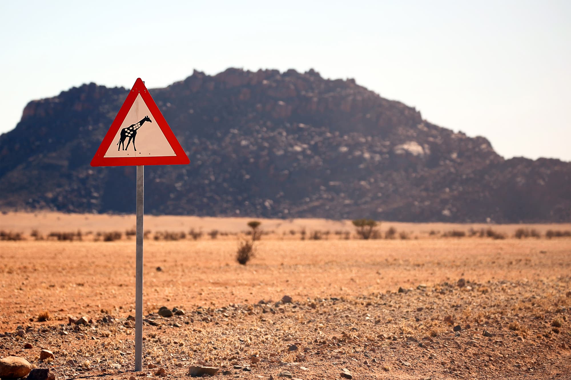 Ein Straßenschild warnt Autofahrer vor Giraffen Ein Straßenschild warnt Autofahrer vor Giraffen