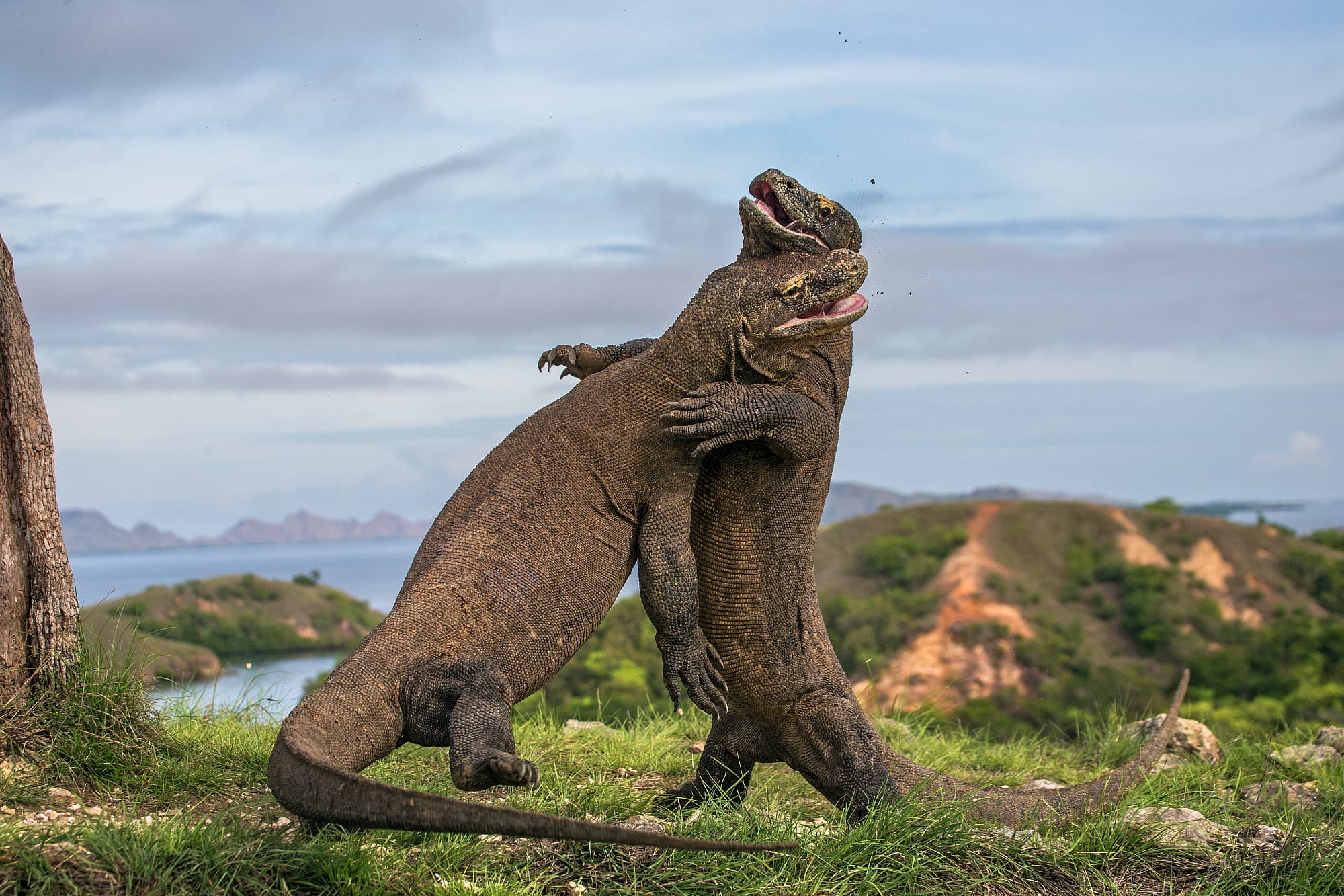 Der Speichel von Komodowaranen enthält gefährliche Bakterien Der Speichel von Komodowaranen enthält gefährliche Bakterien