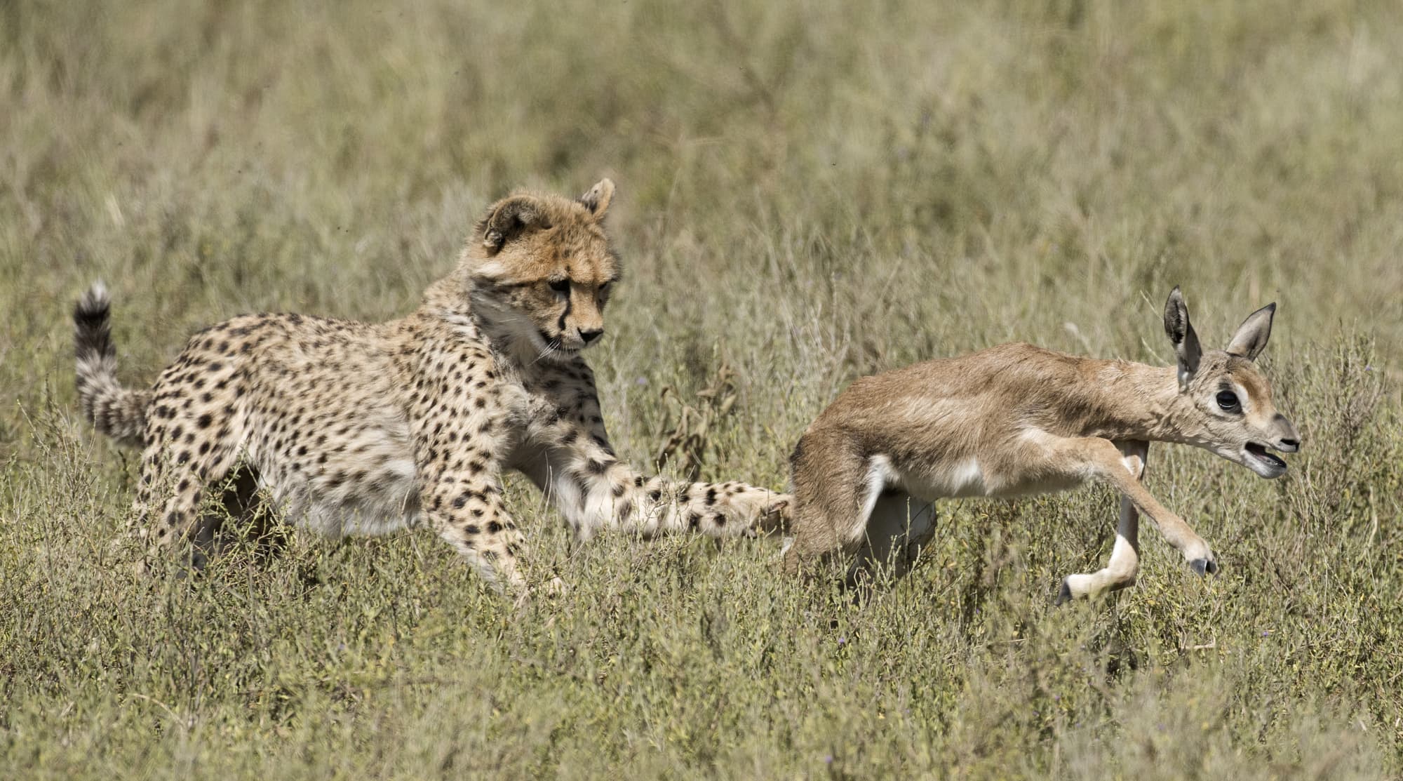 Gepard jagt Gazelle Gepard jagt Gazelle