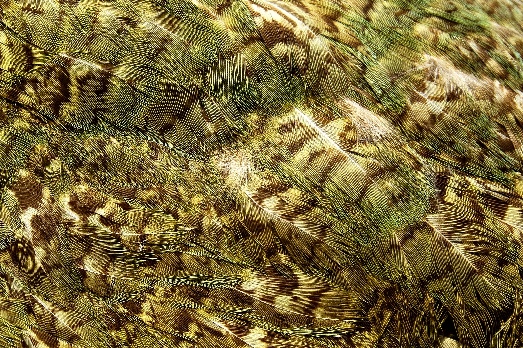 Kākāpōs verströmen einen süßlichen, aromatischen Duft. Kākāpōs verströmen einen süßlichen, aromatischen Duft.