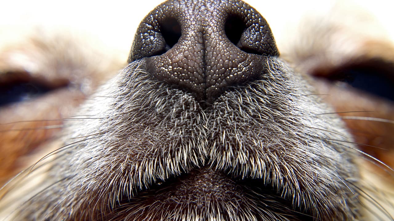 So funktionieren Geruchssinn und Gehirn bei Hunden