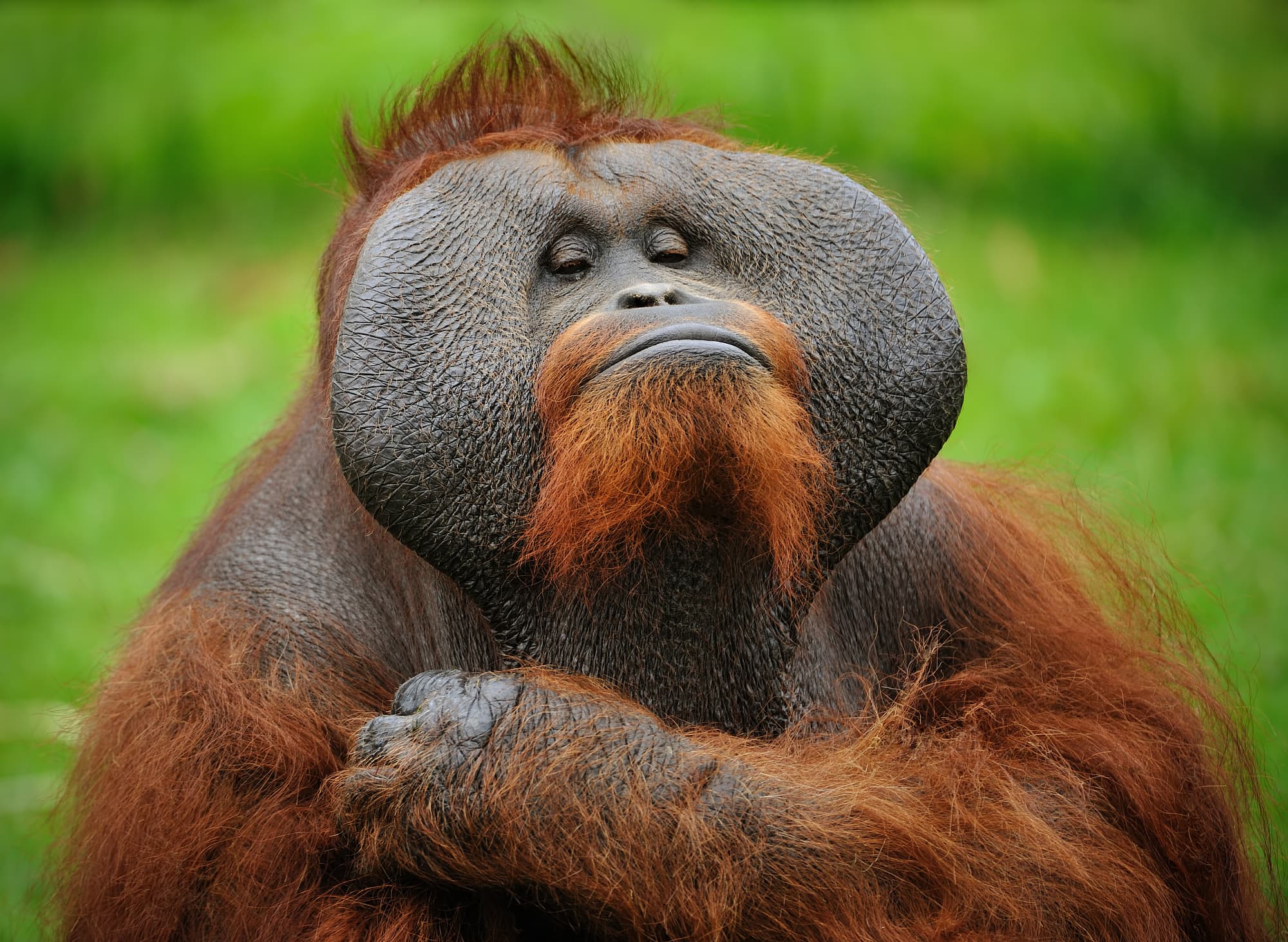 Orang-Utan-Chef (mit Backenwulst) Orang-Utan-Chef (mit Backenwulst)