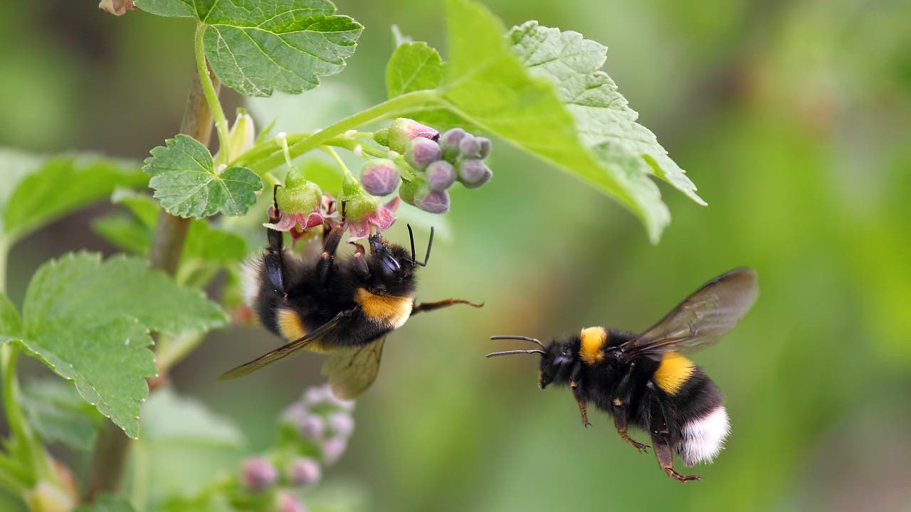 Die Sprache der Bienen