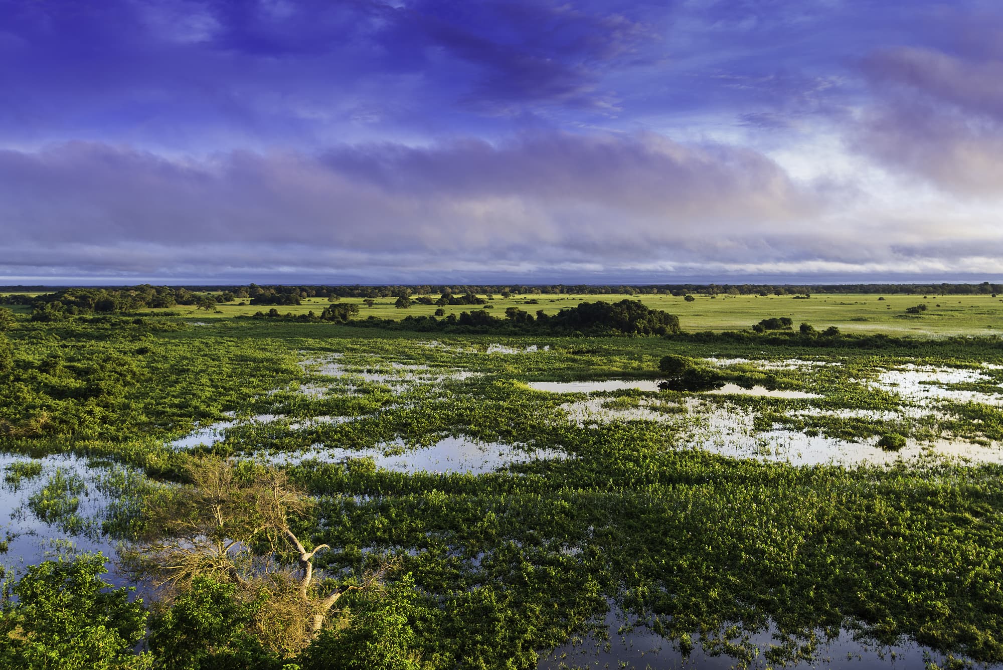 Das Pantanal ist berühmt für seine abertausenden Wasserläufe Das Pantanal ist berühmt für seine abertausenden Wasserläufe