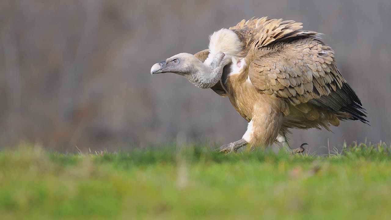 Vögel: Geier kreisen aktuell über Deutschland