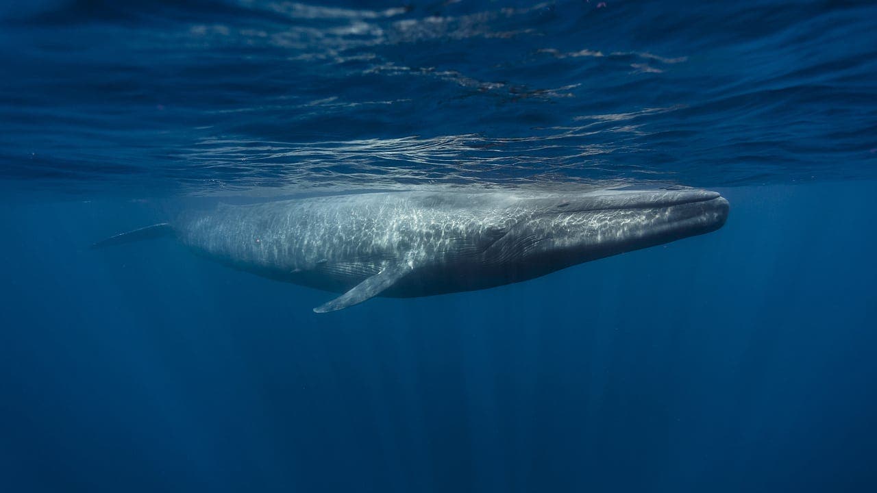 Fressfeinde: Wie Blauwale ihren einzigen tierischen Feinden entgehen wollen