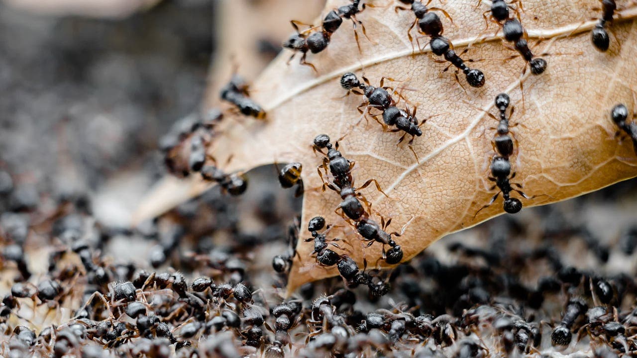 Klimawandel: Menschlicher Einfluss macht Ameisen aggressiver
