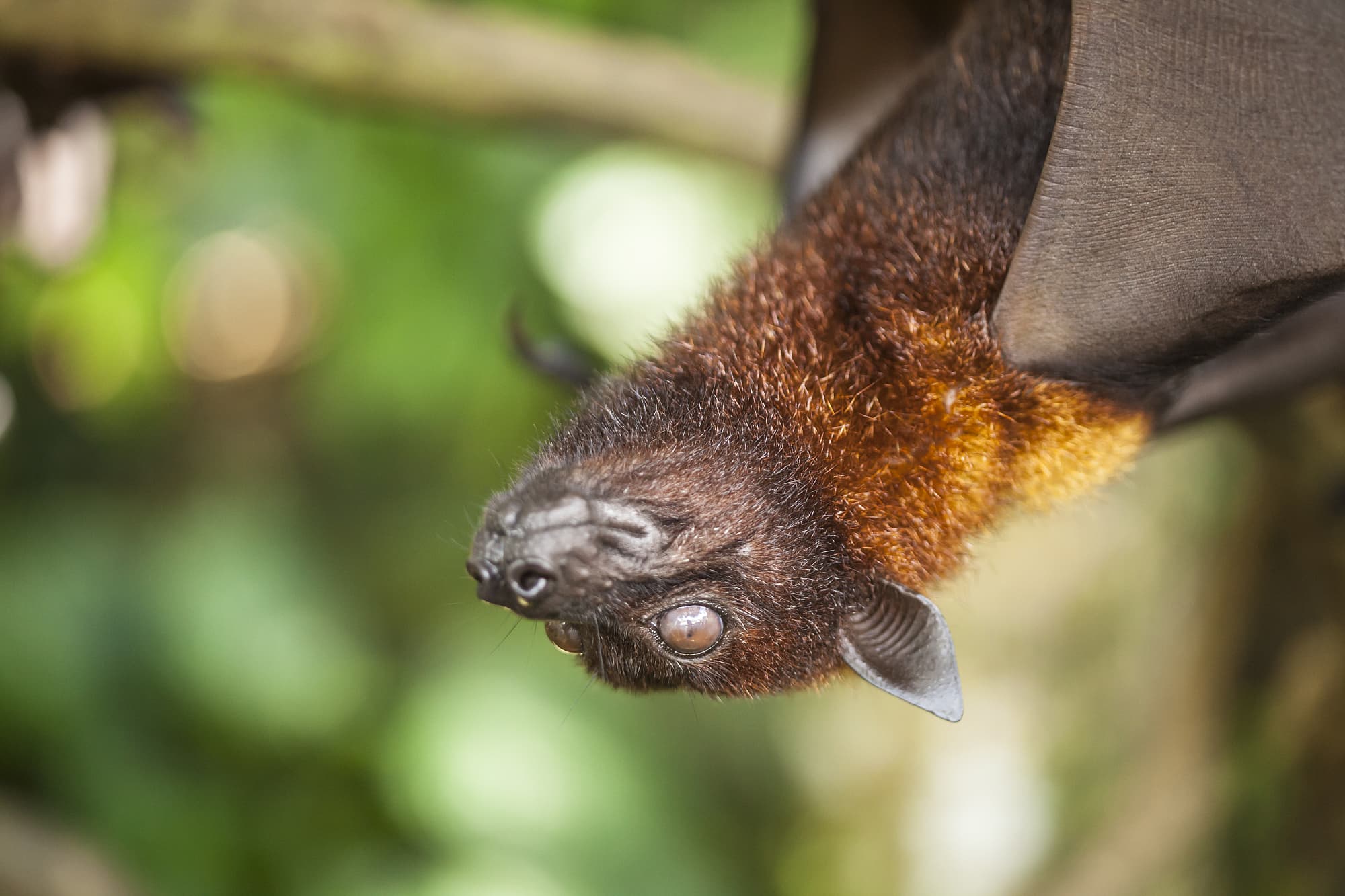 Fledertiere Die Phantomjagd Der Virensucher Spektrum Der Wissenschaft