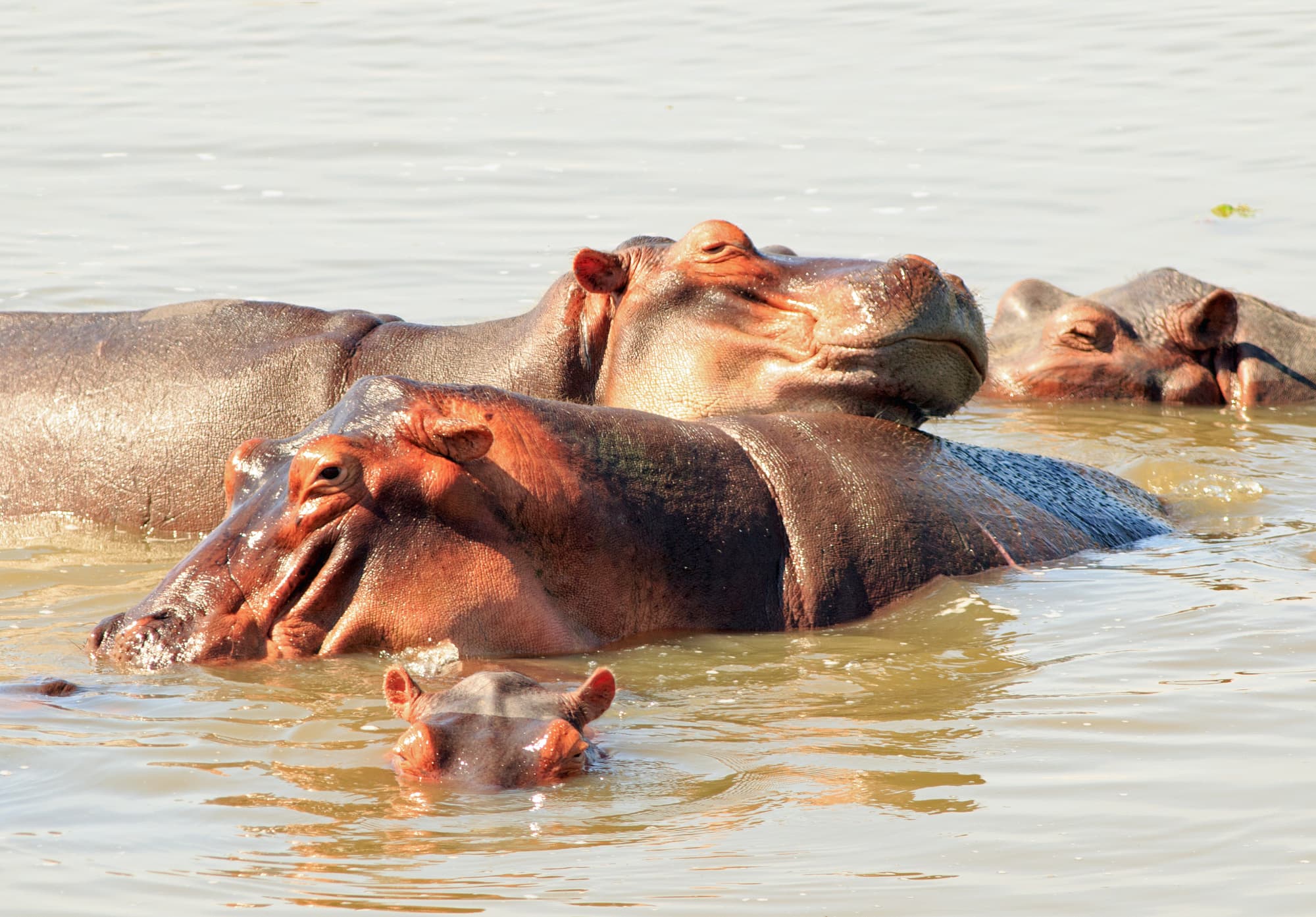 Flusspferde in Sambia Flusspferde in Sambia