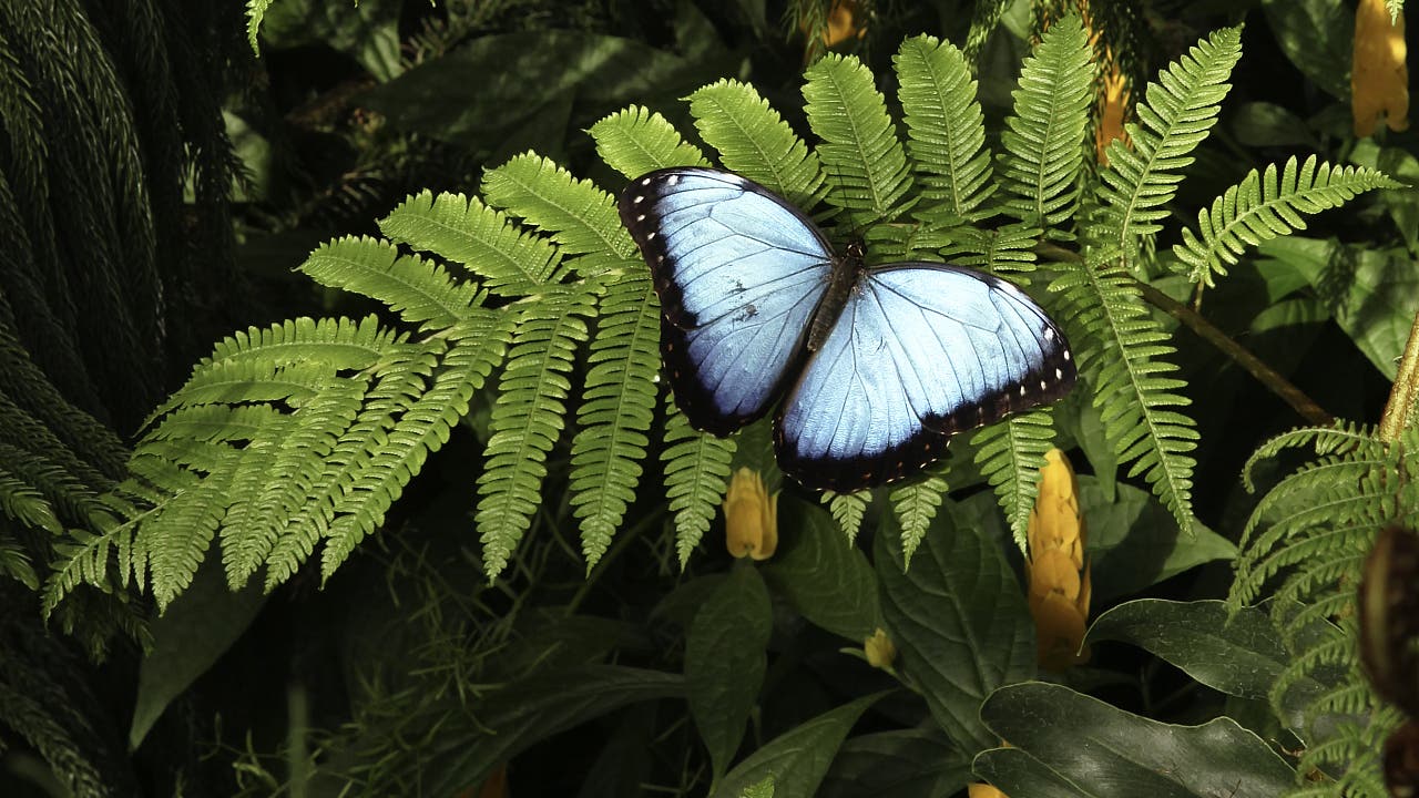 Die Schmetterlingszeichnerin