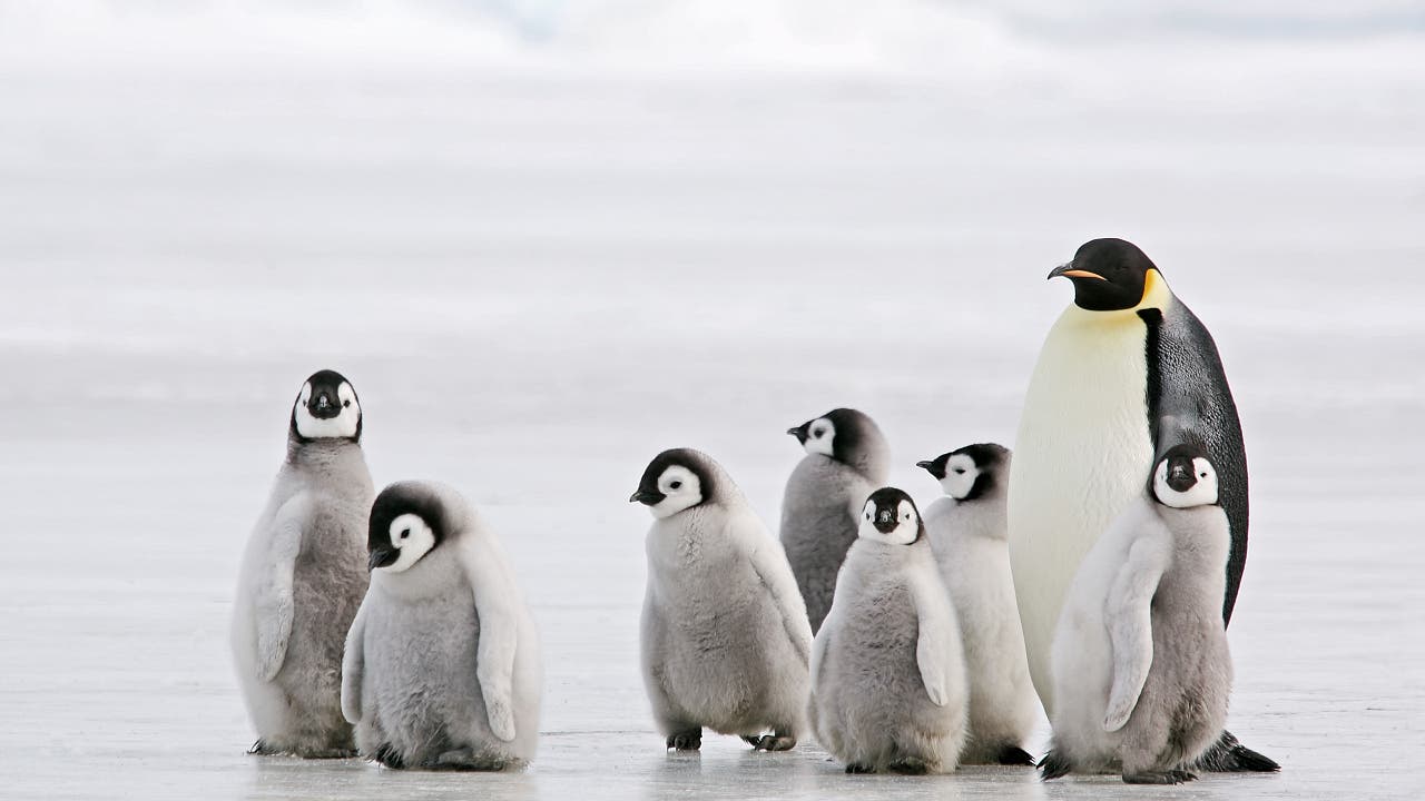 Umweltverschmutzung: Pinguinfedern verraten Quecksilberbelastung