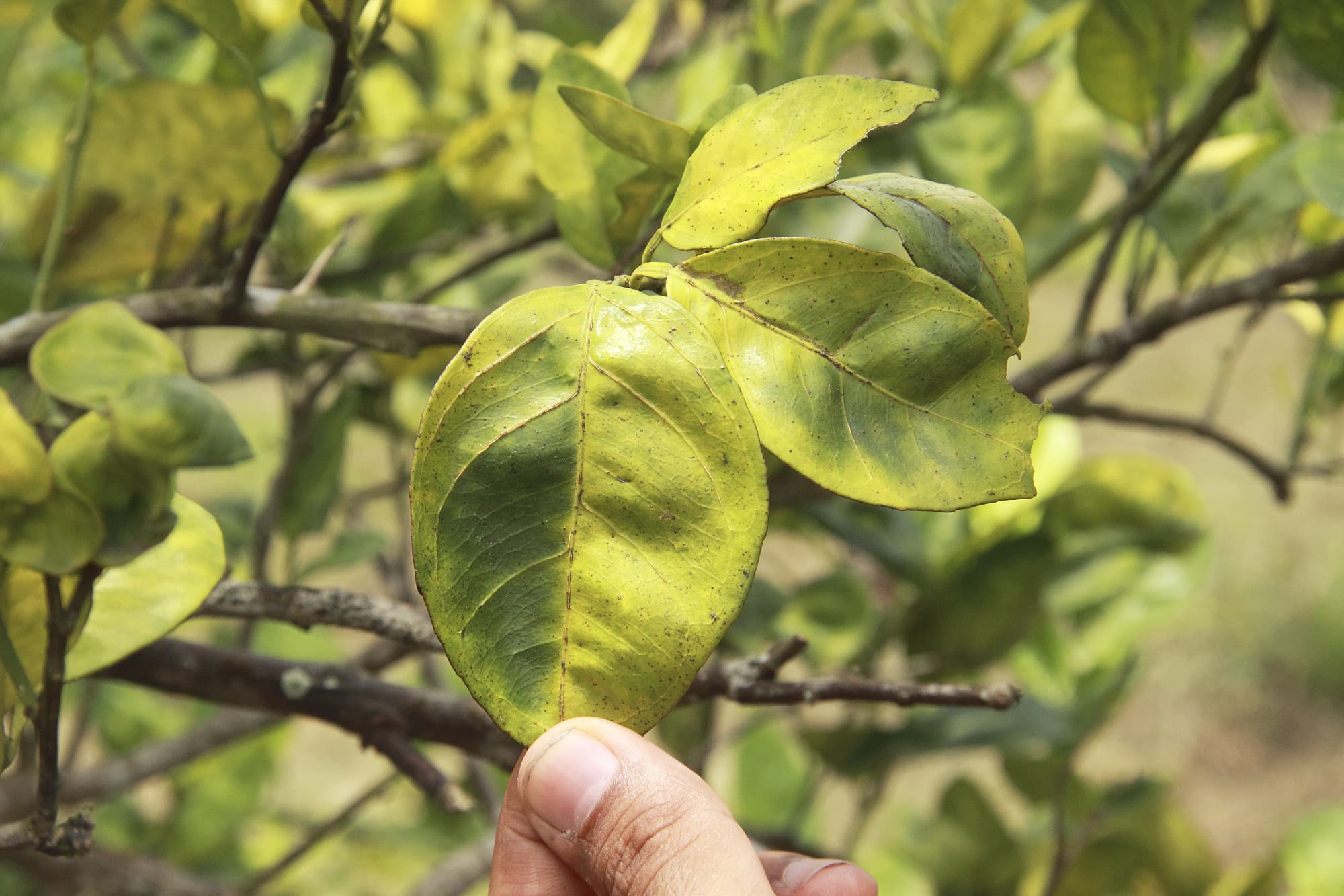 Typischer Befall eines Zitrusbäumchens mit Citrus Greening Typischer Befall eines Zitrusbäumchens mit Citrus Greening