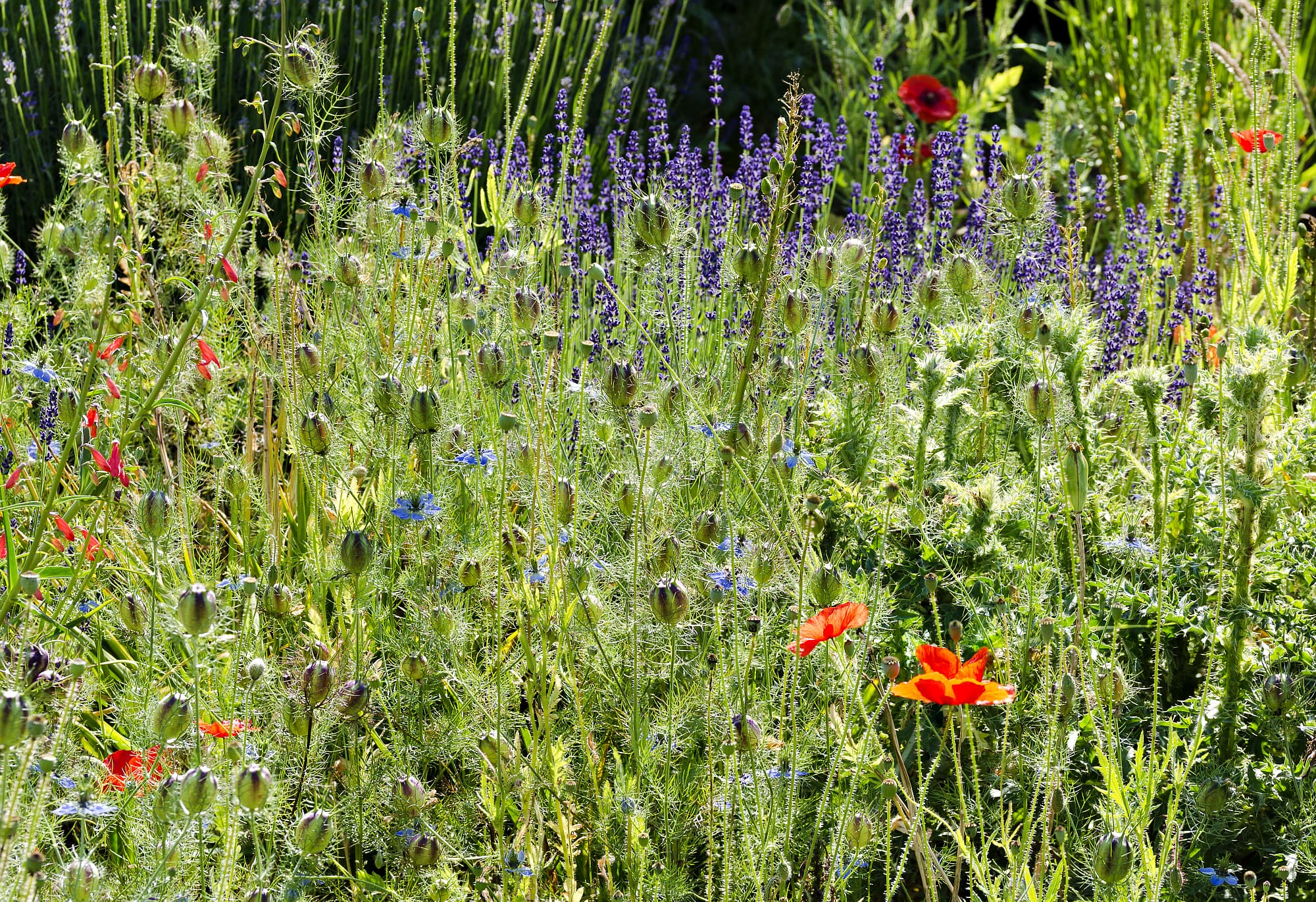Gartenparadies Gartenparadies