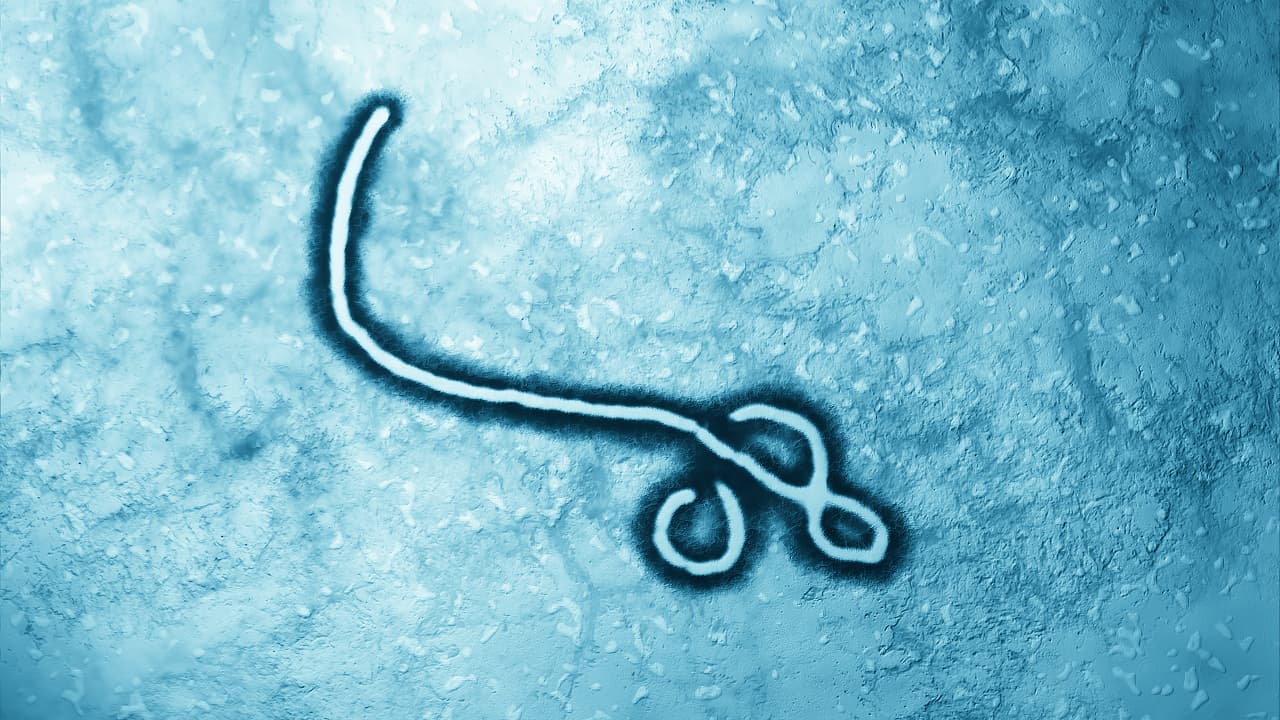 Viren: Ebola-Ausbruch im Kongo