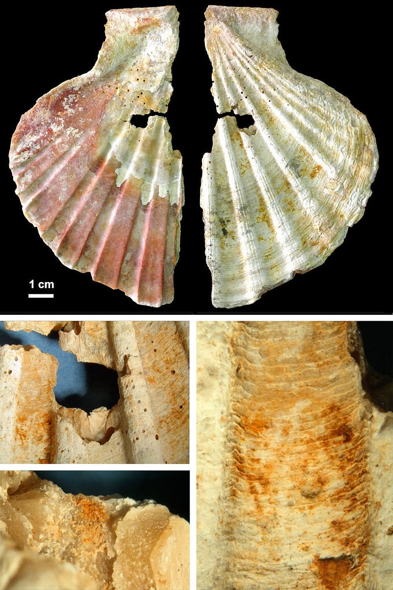 Große Jakobsmuschel mit Pigmentresten Große Jakobsmuschel mit Pigmentresten