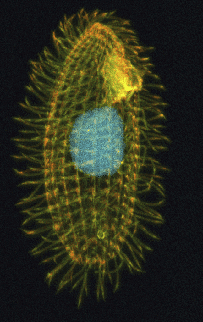 <i>Tetrahymena thermophila</i> <i>Tetrahymena thermophila</i>