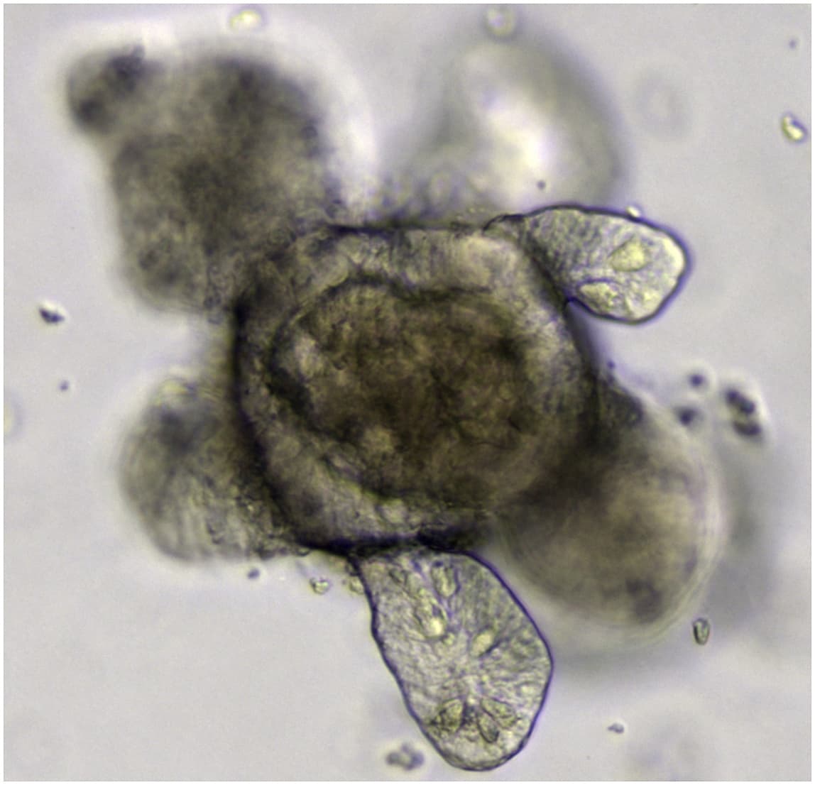 Darm-Organoid Darm-Organoid