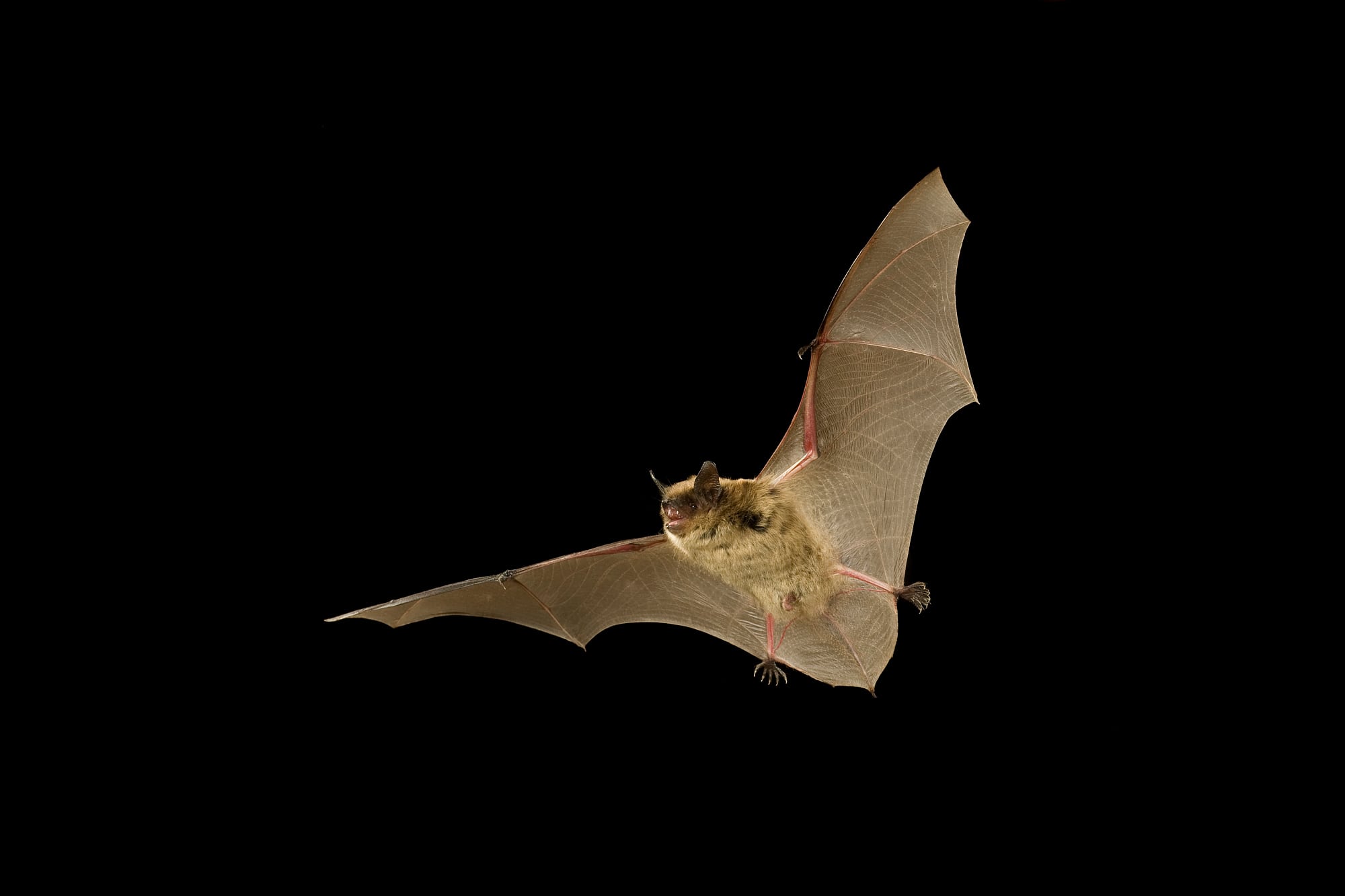 Kleine Braune Fledermaus Kleine Braune Fledermaus