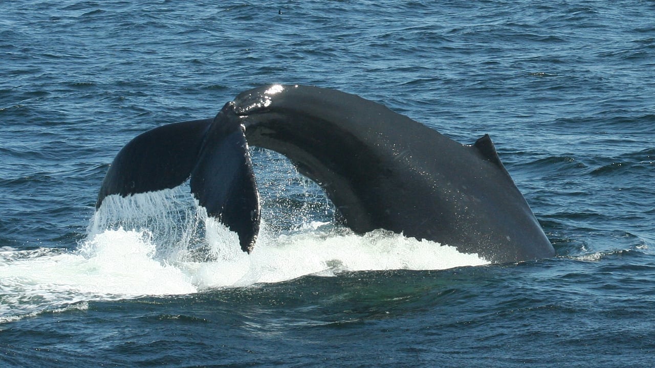 Verhaltensforschung Buckelwale Tauschen Jagdstrategien Aus Spektrum Der Wissenschaft
