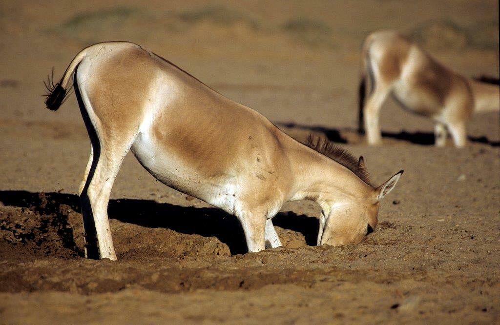Ein Asiatischer Esel gräbt nach Wasser Ein Asiatischer Esel gräbt nach Wasser