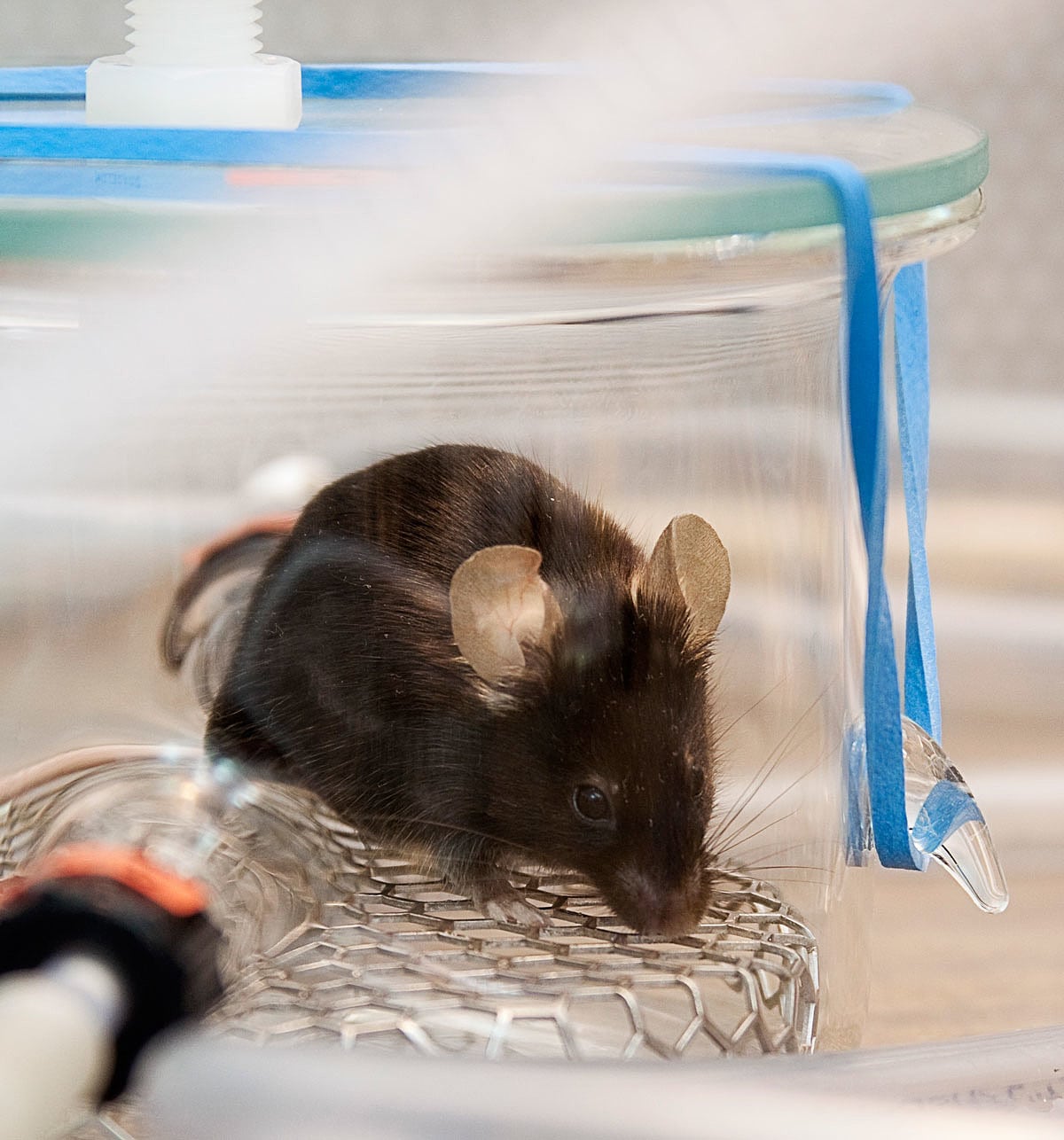 Maus im Olfaktometertest Maus im Olfaktometertest
