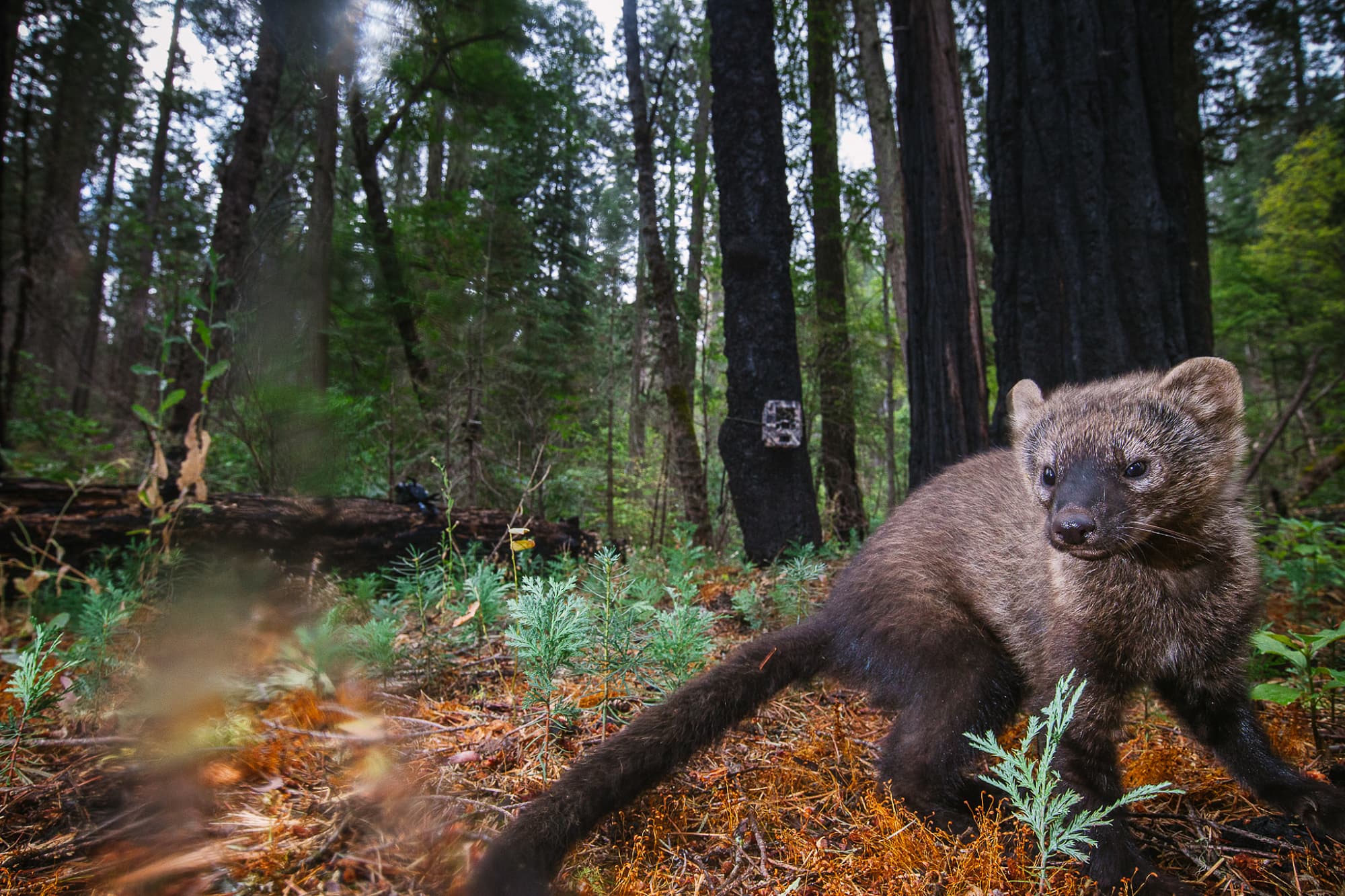 Fischermarder sind Opfer des Drogenanbaus Fischermarder sind Opfer des Drogenanbaus