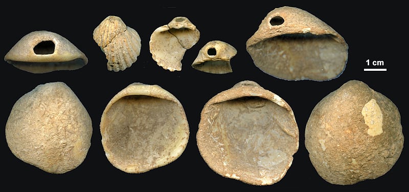 Durchlochte Muscheln Durchlochte Muscheln