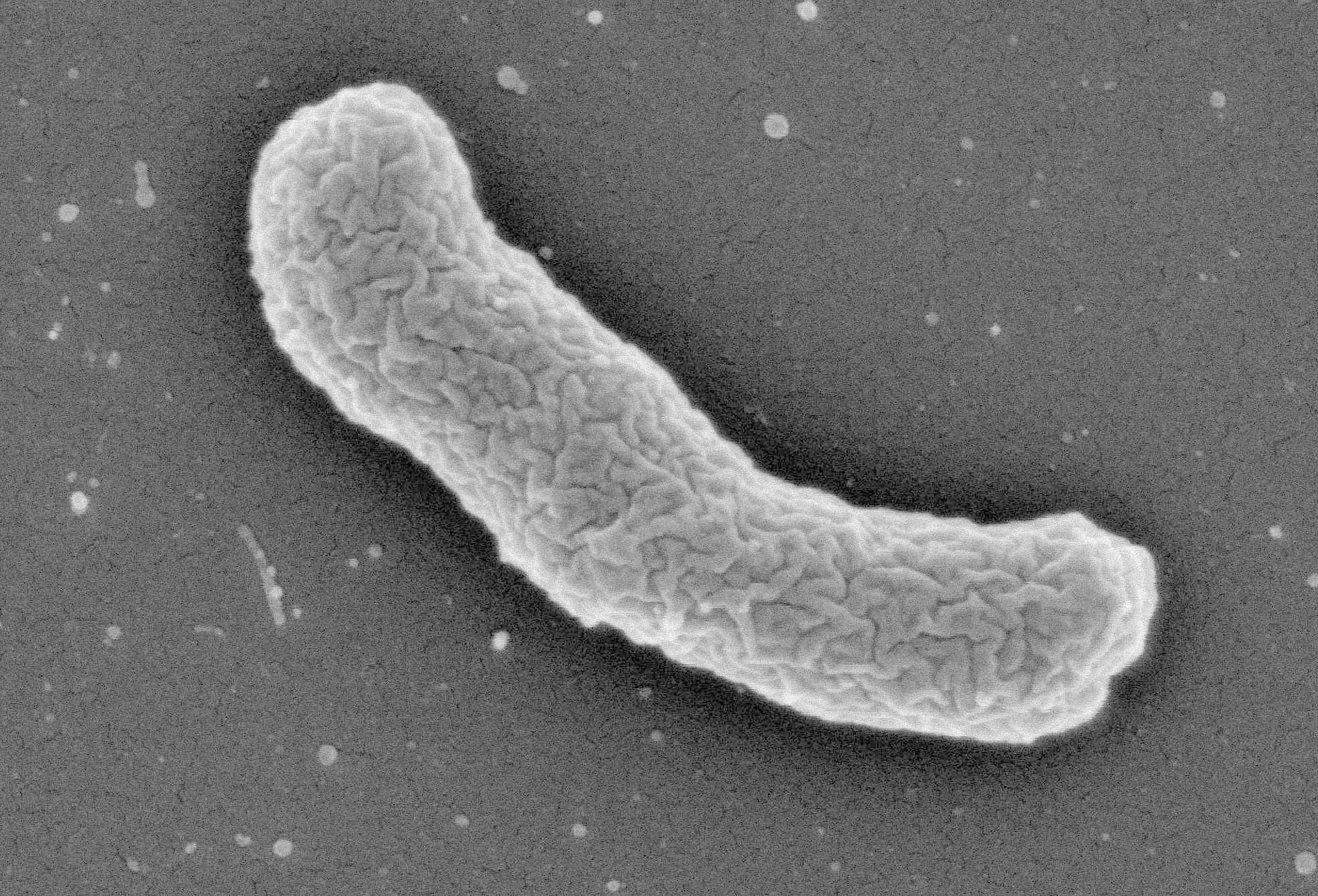 Elefhtheria terrae Elefhtheria terrae