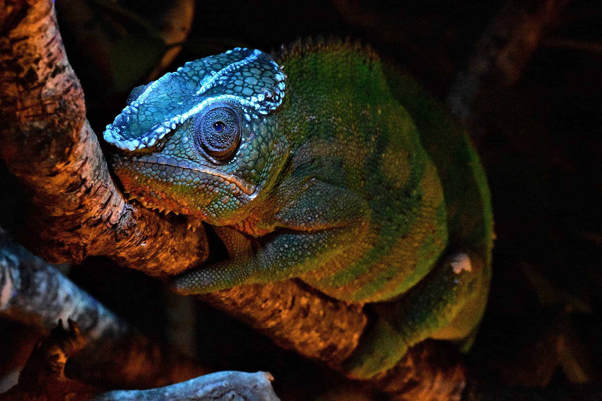 Leuchtende Echsen - Knochenbasierte Fluoreszenz bei Chamäleons Leuchtende Echsen - Knochenbasierte Fluoreszenz bei Chamäleons