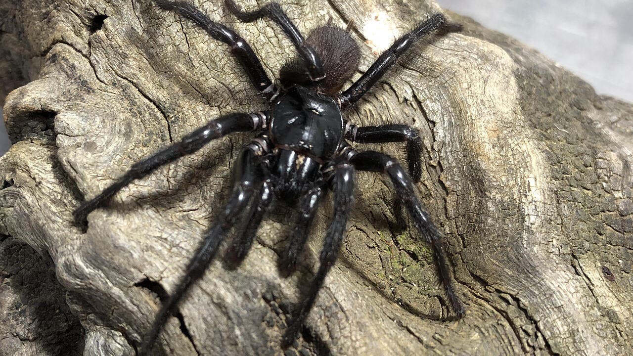 Australien: Giftigste Spinne der Welt besteht nicht aus einer, sondern drei Arten