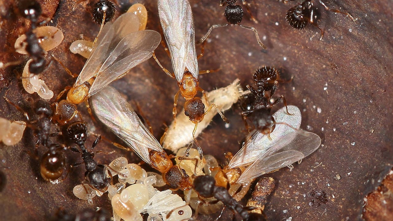 Besondere Tiere: Ameisenart hat keine eigenen Männchen und Arbeiterinnen