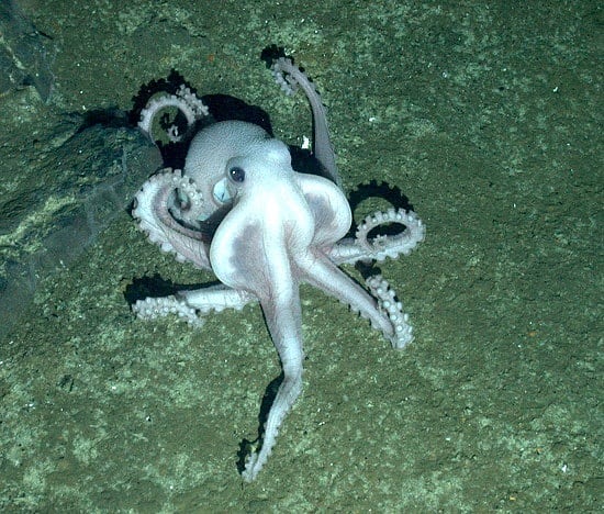 Antarktischer Krake Antarktischer Krake