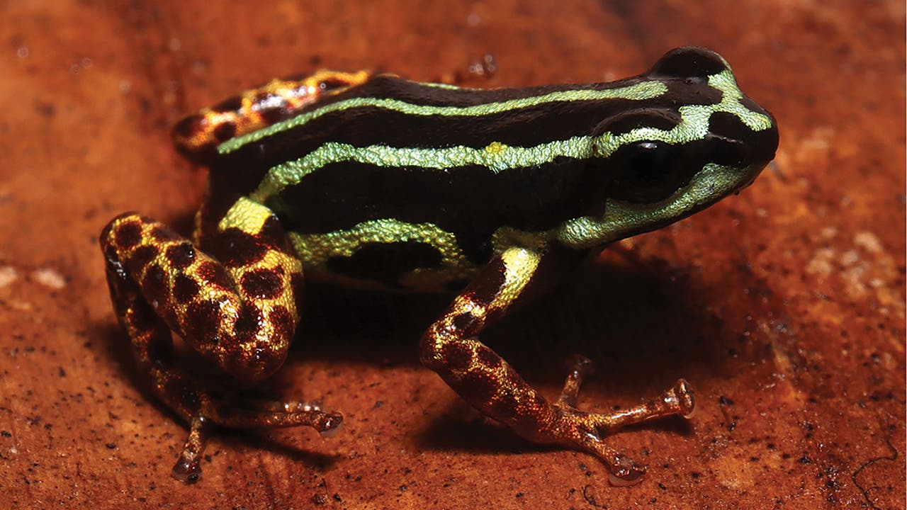 Artenvielfalt: Frosch mit Leopardenbeinen entdeckt