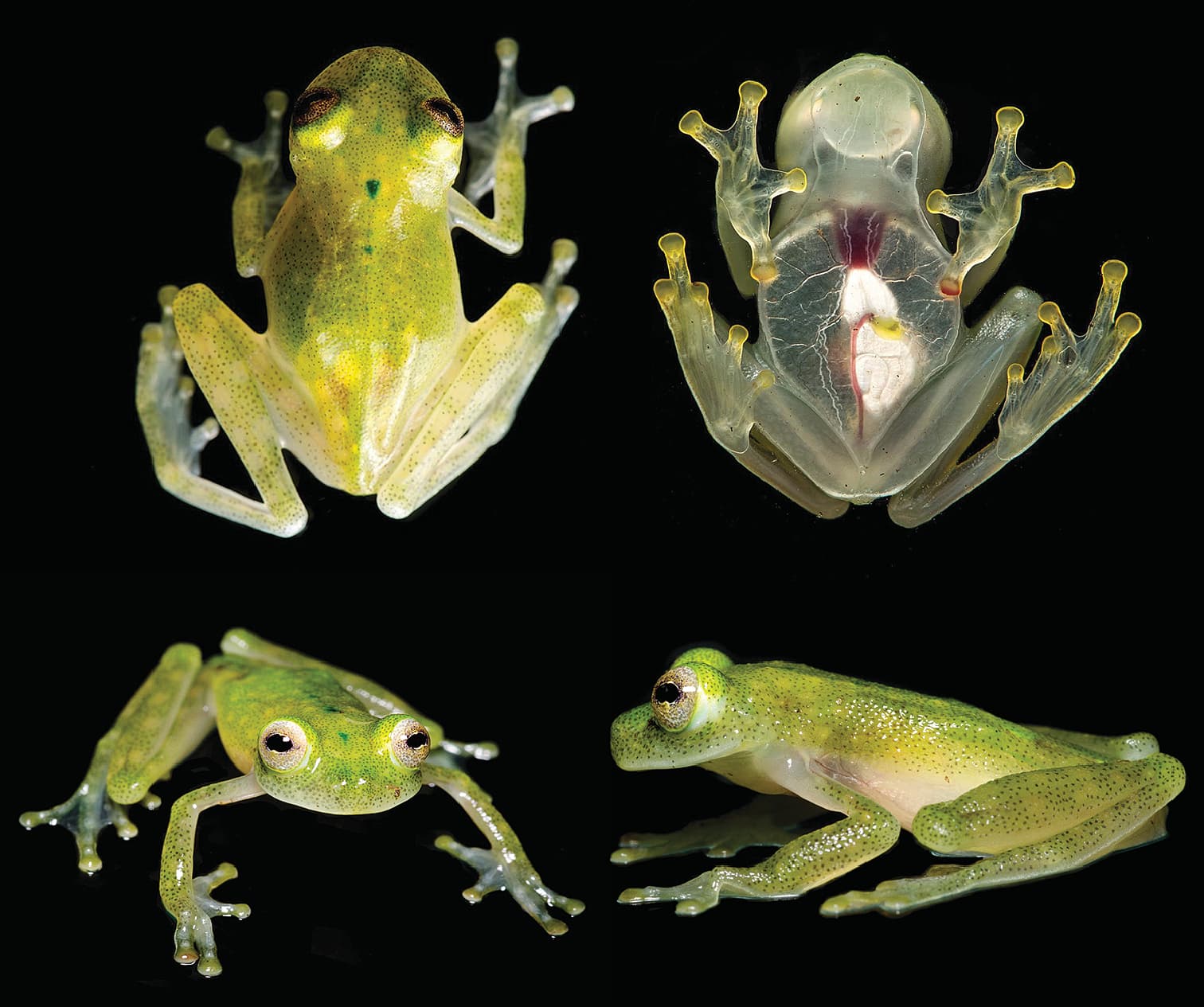 Der Glasfrosch Hyalinobatrachium yaku zeigt sein Herz Der Glasfrosch Hyalinobatrachium yaku zeigt sein Herz