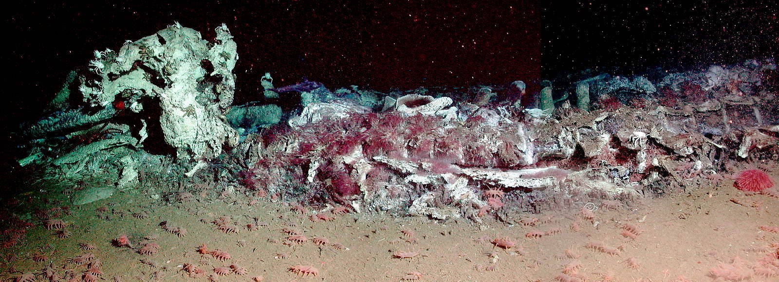 Walkadaver in der Tiefsee mit Aas fresenden Würmern Walkadaver in der Tiefsee mit Aas fresenden Würmern