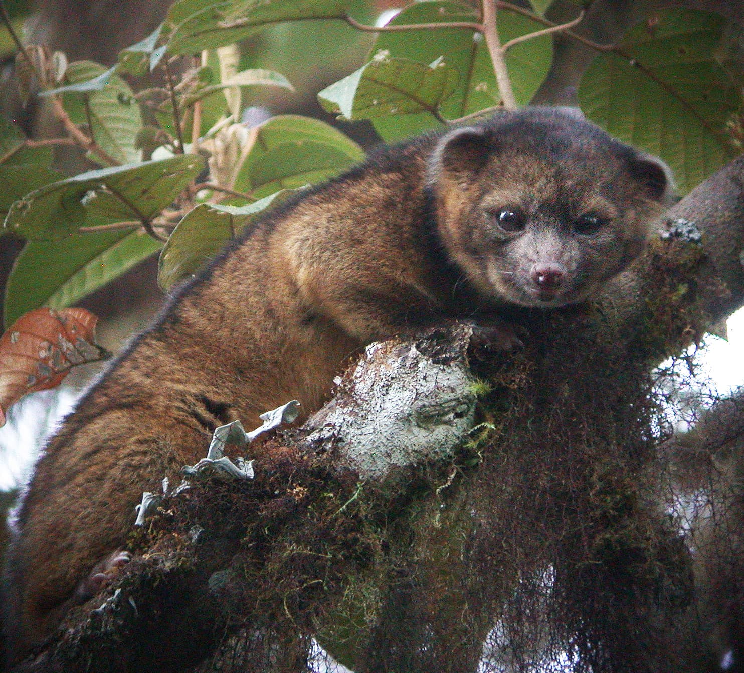 Olinguito, Bassaricyon neblina neblina Olinguito, Bassaricyon neblina neblina